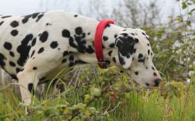 Outdoor Pet Toxins