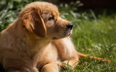 Common Signs of Seasonal Allergies in Pets