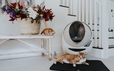 5 Reasons Your Cat Refuses to Use Its Litter Box