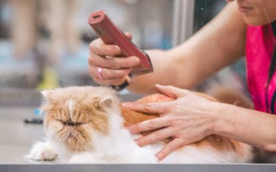 7 Popular Cat Grooming Questions Answered