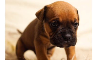 Your Pet Is in Danger from These Common Pet Toxins
