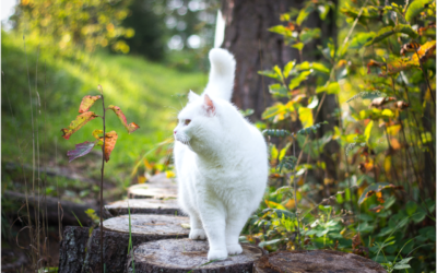 Keep Your Cat Out of the Sun to Avoid Squamous Cell Carcinoma