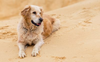 Suggestions for Keeping Your Deaf Dog Safe
