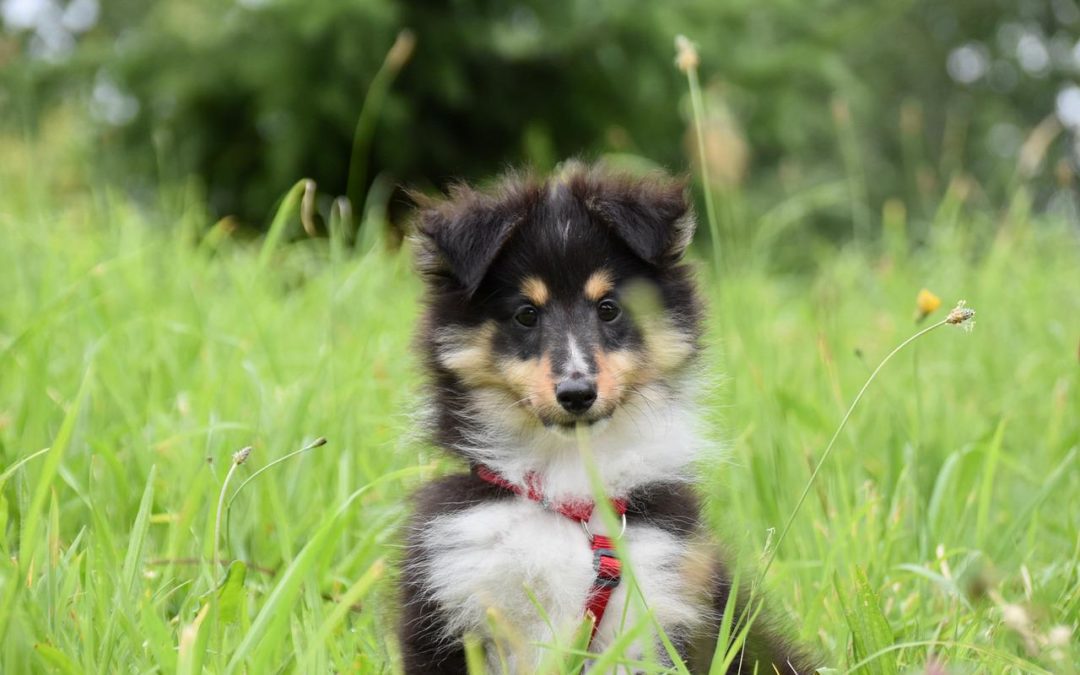 Shetland Sheepdog puppy sitting in a field of tall grass wearing a red harness