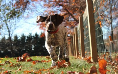 5 Important Halloween Pet Safety Tips to Ensure You Have a Safe Holiday