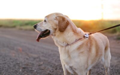 Unlock the Secrets to Secure Dog Walking with this Essential Guide