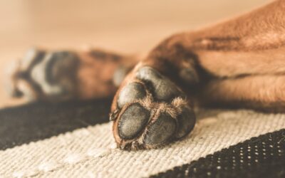 Recognizing the Need for Emergency Care in a Limping Pet
