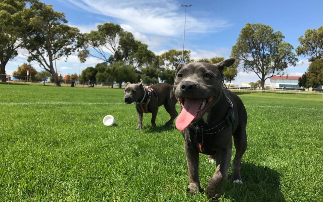 Unleash Safe Fun: 4 Crucial Tips for Dog Park Safety