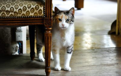 The Complete Handbook: How to Introduce a New Cat to Your Home