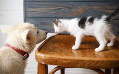 Easy Transitions: Ensuring the Success of New Pet Introductions
