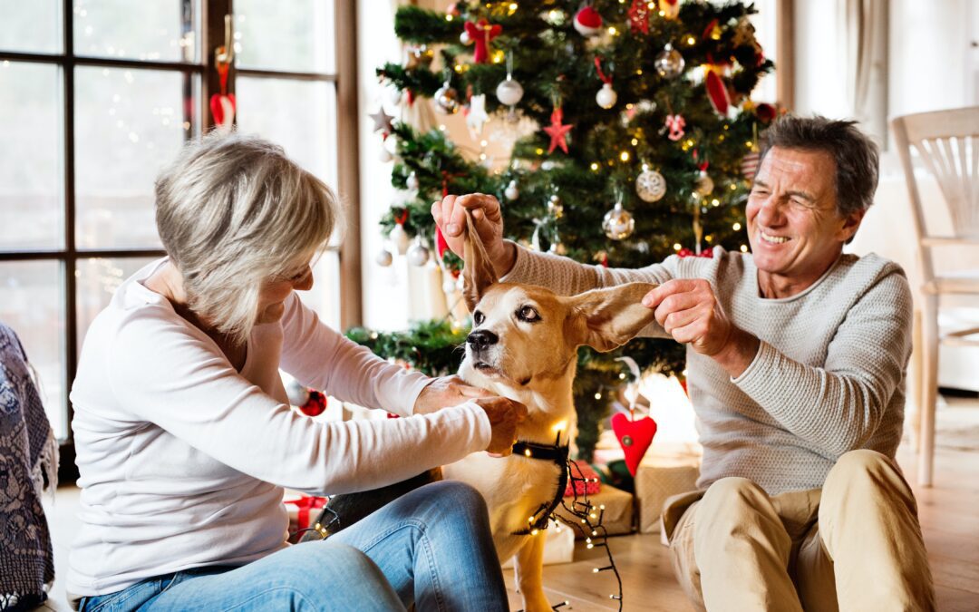 An old beagle getting its ears played with by its owners next to a Christmas tree and presents
