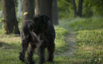 Managing Your Dog’s Lyme Disease Diagnosis: What You Should Know