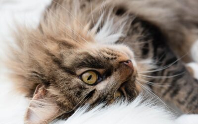 Why Cats Are Less Susceptible to Lyme Disease Compared to Dogs