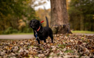 How Preventive Health Screenings Can Enhance Your Senior Pet’s Quality of Life