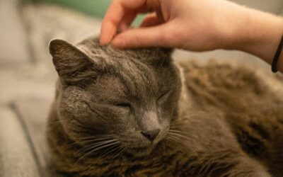 Tailoring Care for Your Aging Pet: Senior Wellness vs. Regular Care